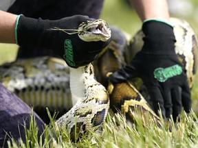 Eine burmesische Python wird während einer sicheren Fangdemonstration festgehalten, bei der der Gouverneur von Florida, Ron DeSantis, bekannt gab, dass die Registrierung für die Florida Python Challenge 2022 am Donnerstag, den 16. Juni 2022, in Miami eröffnet wurde.  Die Python Challenge, die vom 5. bis 14. August stattfindet, soll die Öffentlichkeit dazu anregen, sich am Schutz der Everglades durch die Entfernung invasiver Arten der birmanischen Python zu beteiligen.