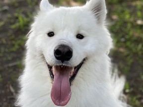 Chilly, a beautiful white Samoyed with tongue hanging out.