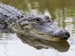 American Alligator swimming in the spring swamp