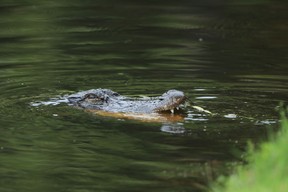 An alligator looks on during the final round of the RBC Heritage on June 21, 2020 at Harbour Town Golf Links in Hilton Head Island, South Carolina. (Photo by Sam Greenwood/Getty Images)