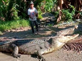 Usman, 53-year-old, a villager of Ambau Indah tries to capture a 4-meter long crocodile, in Buton, Indonesia, June 25, 2022, in this screen grab obtained from social media video.