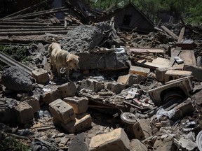 Ein Hund namens Buddy wird in der Nähe seines Gebäudes gesehen, das durch den gestrigen russischen Militärschlag zerstört wurde, bei dem ein Anwohner in der Stadt Kostjantyniwka in der Region Donezk, Ukraine, am 10. Juni 2022 getötet und ein weiterer verletzt wurde.