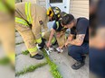 Ottawa Fire Services responded to a call for a kitten stuck on a hot black roof Friday morning.