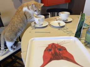 One of seven cats that keep the company of the visitors at a new "Miau Cafe" finishes a cake in Warsaw, Poland, Jan. 13, 2018. A Polish scientific institute classified domestic casts as an "invasive alien species" due to the vast damage they inflict on birds and other wildlife, it was announced Tuesday, July 26, 2022.