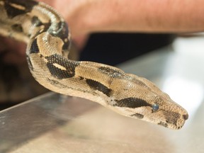 In this file photo, a boa constrictor is pictured in Regina.