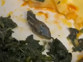 Decapitated snake head reportedly found in an in-flight meal on a SunExpress plane.