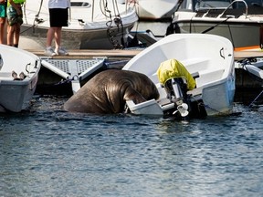 A picture taken on July 20, 2022, shows a young female walrus nicknamed Freya climbing on a boat in Frognerkilen, Oslo Fjord, Norway.