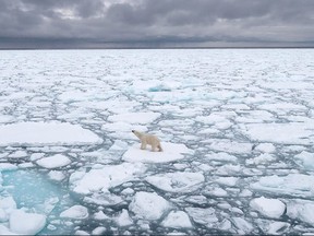 Ein Eisbär in Svalbard, Norwegen