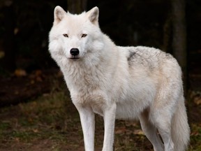 An Arctic wolf.