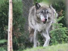 File photo of a grey wolf in a zoo enclosure.