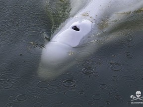 In this image, taken Saturday, Aug. 6, 2022 by environmental group Sea Shepherd, shows a Beluga whale in the Seine river in Notre Dame de la Garenne, west of Paris.