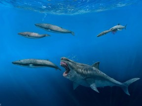 Diese Illustration von JJ Giraldo zeigt einen 16 Meter (52 Fuß) großen Otodus-Megalodon-Hai, der im Pliozän vor 5,4 bis 2,4 Millionen Jahren einen 8 Meter (26 Fuß) großen Balaenoptera-Wal frisst.