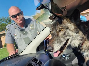 Oklahoma police officers thought they were heading to a scene where a wolf had been spotted. Instead, the "wolf" that had panicked a local daycare was actually a dog.