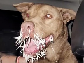 Chester, a nine-year-old New Jersey pitbull mix, died after a fight with a porcupine.