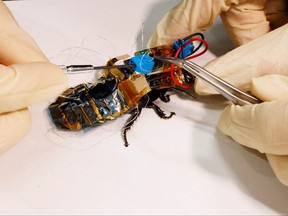 Researcher Yujiro Kakei connects a solar cell to a "backpack" of electronics mounted on a Madagascar hissing cockroach during a photo opportunity at the Thin-Film Device Laboratory of Japanese research institution Riken in Wako, Saitama Prefecture, Japan Sept. 16, 2022.