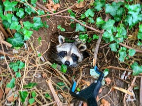 Raccoon near den looking up.