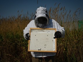 Jorge E. Macias-Samano, ein Forschungswissenschaftler an der Simon Fraser University, hält eine Varroamilbenfalle, die am Mittwoch, den 31. August 2022, aus einem Bienenstock in einem Versuchsstand in Surrey, BC, entfernt wurde. Ein Team der SFU testet eine chemische Verbindung, die scheinbar Varroamilben abtötet, ohne den Bienen zu schaden, in der Hoffnung, dass sie eines Tages als Behandlung für befallene Bienenstöcke allgemein verfügbar sein könnte.