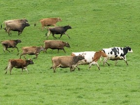 Non-milking cows frolick in the field after leaving the barn for the first time in the season in this May 2022 file photo taken in Simcoe, Ont.