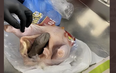 A passenger allegedly stuffed a gun in a frozen chicken in Florida.