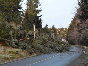 A fallen tree that knocked over a powerline in Nainaimo is pictured in this photo shared on BC Hydro's Twitter account.