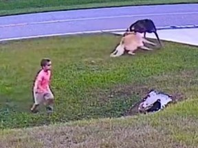 German Shepherd saves boy from being attacked by aggressive black dog.