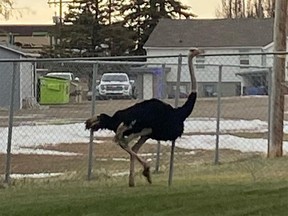 One of the 20 ostriches on the loose in Taber on Thursday, Nov. 24.