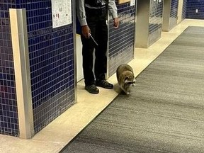 An undated video on Reddit shows the raccoon strolling in the busy lobby of Toronto General Hospital