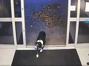 Black and white border collie walking into a police station.