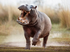 Aggressive hippo running with mouth open.