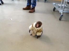 Darwin the monkey became an instant hit on social media back in 2012 when he was found roaming around an IKEA store in Toronto.