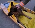 A German Shepherd named Carl was rescued by emergency responders after falling an estimated 15 metres into Elora Gorge on Friday, Dec. 9, 2022.
