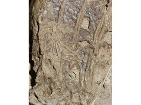 A mammal's foot is seen inside the belly of a fossil of a crow-sized, birdlike dinosaur in an undated handout photo. University of Alberta paleontologist Corwin Sullivan says the fossil is an exceedingly rare glimpse into not only how these ancient animals looked, but into how they behaved and what their environment was like.