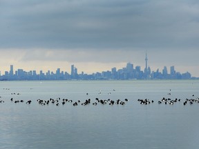 Birds swim in the waters of Lake Ontario as the Toronto skyline looms in the background in Mississauga, Ont., Thursday, Jan. 24, 2019. Environment Canada says to avoid travel if possible as a winter storm bears down on Ontario, threatening holiday plans during one of the busiest travel times of the year.