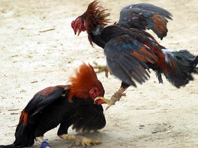 A pair of fighting cocks do battle during a cock-fight in a village in the Jalandhar district of northern Punjab state on December 13, 2012. (Photo credit: SHAMMI MEHRA/AFP via Getty Images)