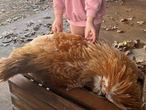 Child and rooster on friendly terms.