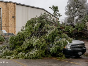 A tree is seen toppled over onto a vehicle in Austin, Texas, Wednesday, Feb. 1, 2023. A winter storm is sweeping across portions of Texas, causing massive power outages and disruptions of highways and roads.