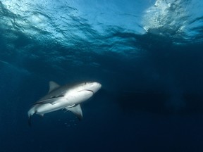 Bull shark near surface