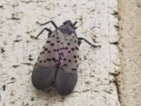 The Spotted Lanternfly "threatens many of our native tree species, including maples, poplars, pines, and cherries. Grape vines are also susceptible to this pest," said Ontario Parks in a warning. While the insects haven't yet been spotted in Canada, they are in many states in the U.S.