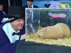 South Bruce Peninsula Mayor Garry Michi looks at Wiarton Willie in a Plexiglas box during the annual Groundhog Day event in Wiarton, Ont., Thursday, Feb.2, 2023. Ontario's Wiarton Willie has called for an early spring.