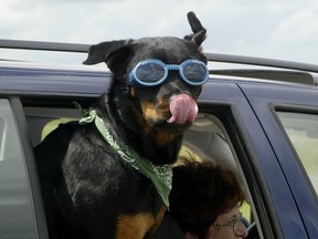 Minka the dog enjoys the sights wearing her Doggles. Owner Dave Clarke said she always has her head out the window so he wanted some protection for her eyes. He bought these for about $20 . Dave is a courier and Minka rides with him everywhere.