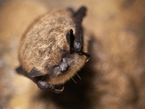 A little brown myotis bat in hibernation. Photo by Jason Headley/Supplied