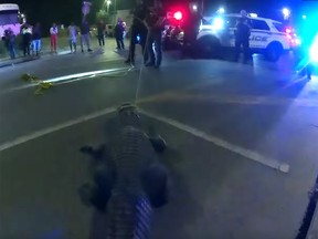 Police in Tampa, Fla. wrangle an alligator near Raymond James Stadium.