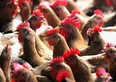 Chickens are seen at a poultry wholesale market on October 24, 2005 in Guangzhou of Guangdong Province, China. (Photo by China Photos/Getty Images)