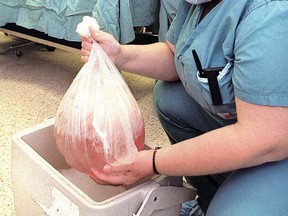A nurse places the removed lungs in a bag, then into a cooler for their journey.