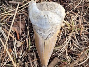 A megalodon tooth is seen in an undated handout photo. Rachel Shill Cook and her 13-year-old stepdaughter, Addison Shill, were exploring along the Nechako River near Prince George last week and found something far more unique than colourful rocks.