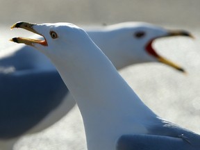 Seagulls singing in unison in Winnipeg.