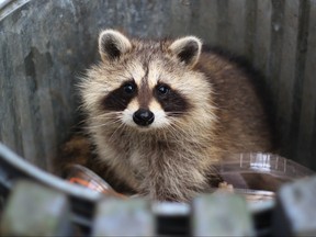 A raccoon in a trash can.