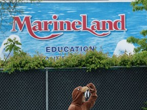 A protester dressed as a walrus stands outside Marineland in Niagara Falls, Ont., on Saturday, May 20, 2023.