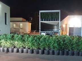 Markham resident, 59, facing drug trafficking charges after being caught driving a truck loaded with 416 cannabis plants on Saturday, May 6, 2023.