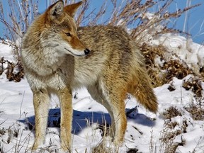 File photo of Coyote. Winnipeg Police says it responded to Sunny Morning Road in the city’s northeast Saturday evening for a call about a child being bitten by a coyote.
